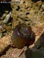 coraux-anemones-36.jpg