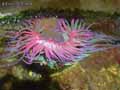 coraux-anemones-37.jpg