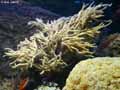 coraux-anemones-7.jpg