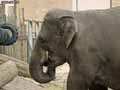 elephant-20120822233943.jpg