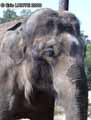elephant-20120823000309.jpg