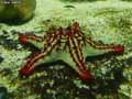 etoile-de-mer-20120822212800.jpg