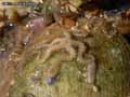 etoile-de-mer-20120822213703.jpg