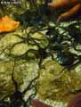 etoiles-de-mer-20120822213028.jpg