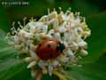 insectes-arthropodes-10.jpg