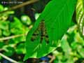 insectes-arthropodes-100.jpg