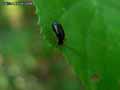 insectes-arthropodes-106.jpg
