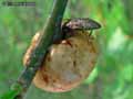 insectes-arthropodes-107.jpg