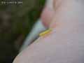insectes-arthropodes-109.jpg