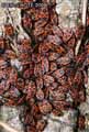 insectes-arthropodes-11.jpg