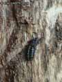 insectes-arthropodes-110.jpg