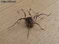 insectes-arthropodes-113.jpg
