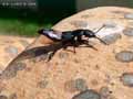 insectes-arthropodes-118.jpg
