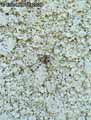 insectes-arthropodes-119.jpg