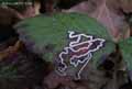 insectes-arthropodes-12.jpg