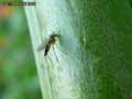 insectes-arthropodes-121.jpg