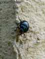 insectes-arthropodes-129.jpg