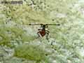 insectes-arthropodes-131.jpg