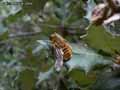 insectes-arthropodes-136.jpg