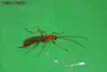 insectes-arthropodes-14.jpg