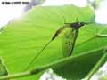 insectes-arthropodes-15.jpg