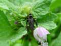 insectes-arthropodes-161.jpg