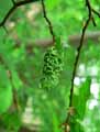 insectes-arthropodes-165.jpg