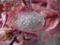 insectes-arthropodes-17.jpg