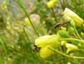 insectes-arthropodes-175.jpg