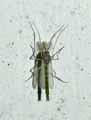 insectes-arthropodes-177.jpg