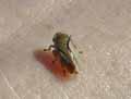 insectes-arthropodes-180.jpg