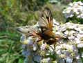 insectes-arthropodes-182.jpg