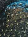 insectes-arthropodes-205.jpg