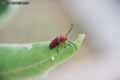 insectes-arthropodes-21.jpg