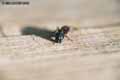 insectes-arthropodes-22.jpg