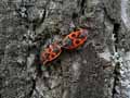 insectes-arthropodes-23.jpg