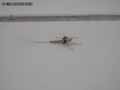 insectes-arthropodes-25.jpg