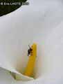 insectes-arthropodes-27.jpg