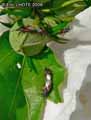 insectes-arthropodes-28.jpg