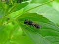 insectes-arthropodes-3.jpg