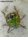 insectes-arthropodes-30.jpg