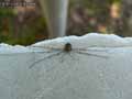 insectes-arthropodes-32.jpg