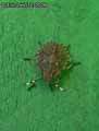 insectes-arthropodes-34.jpg