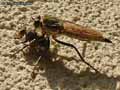insectes-arthropodes-35.jpg