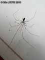 insectes-arthropodes-36.jpg
