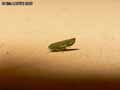 insectes-arthropodes-37.jpg