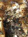 insectes-arthropodes-4.jpg
