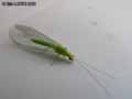 insectes-arthropodes-40.jpg