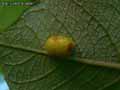 insectes-arthropodes-42.jpg