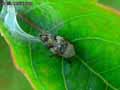 insectes-arthropodes-43.jpg